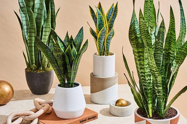 پرورش گل و گیاه آپارتمانی از بهترین ایده های کسب و کار با سرمایه کم